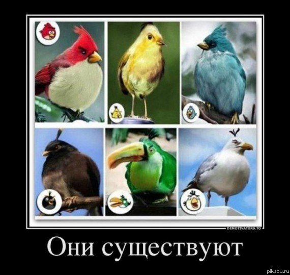 Angry Birds...