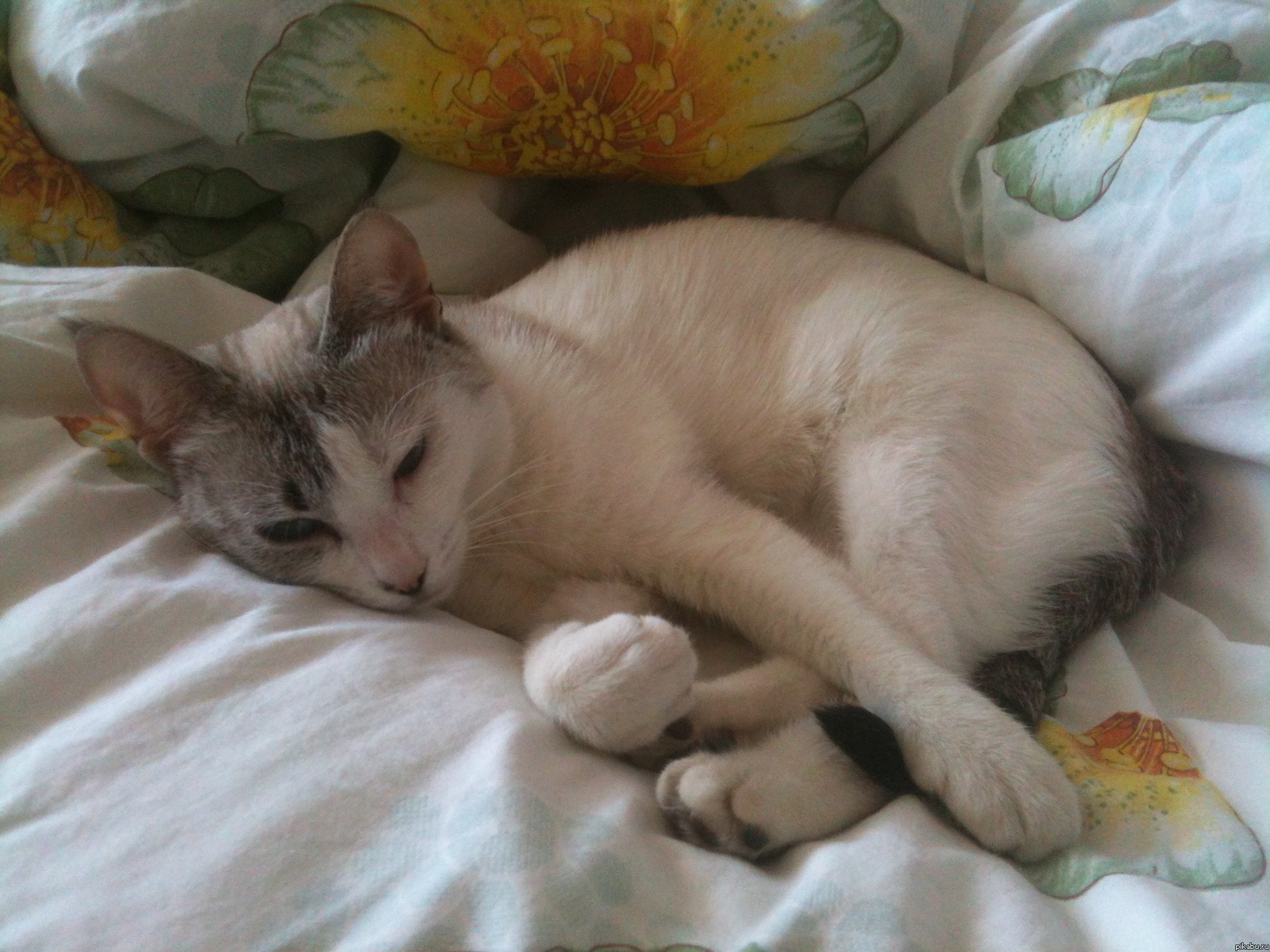 ��� �������!)