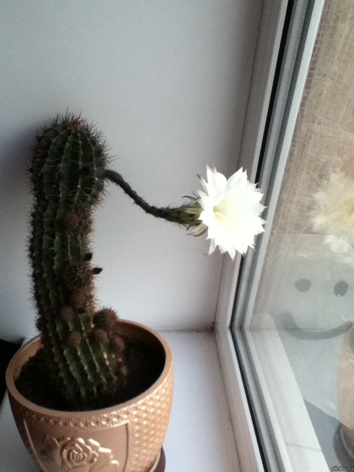 ������ �������