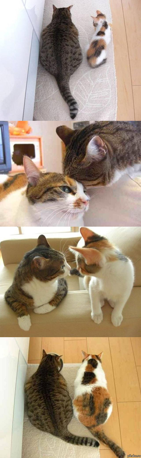 Перевоплощение кота