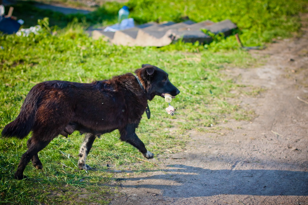 А мы потом шампура не досчитались