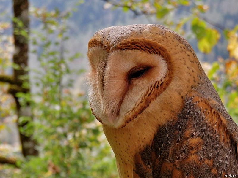 ������ �����