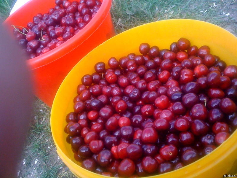 Мой урожай !!