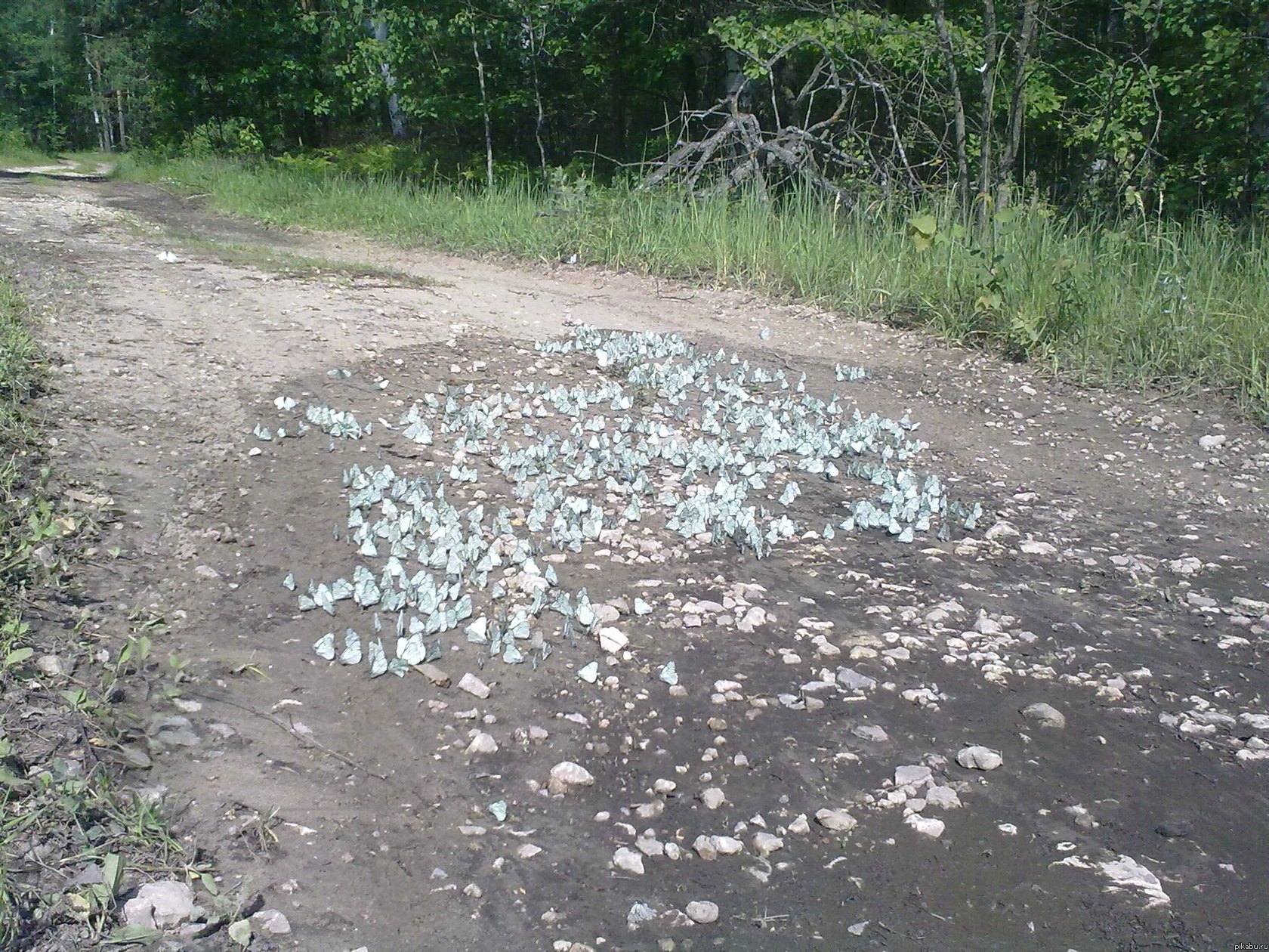 Нашествие бабочек