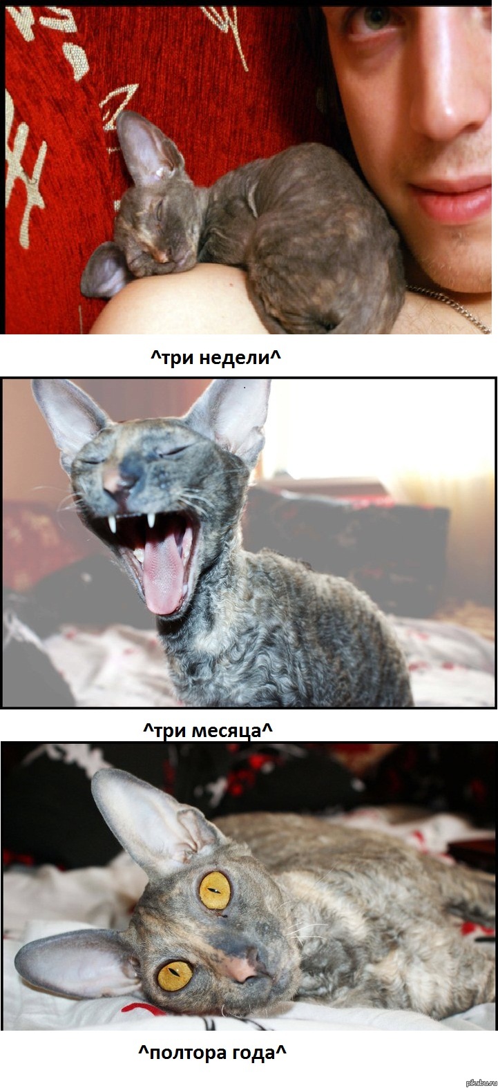     &quot;Ψ&quot;      .
