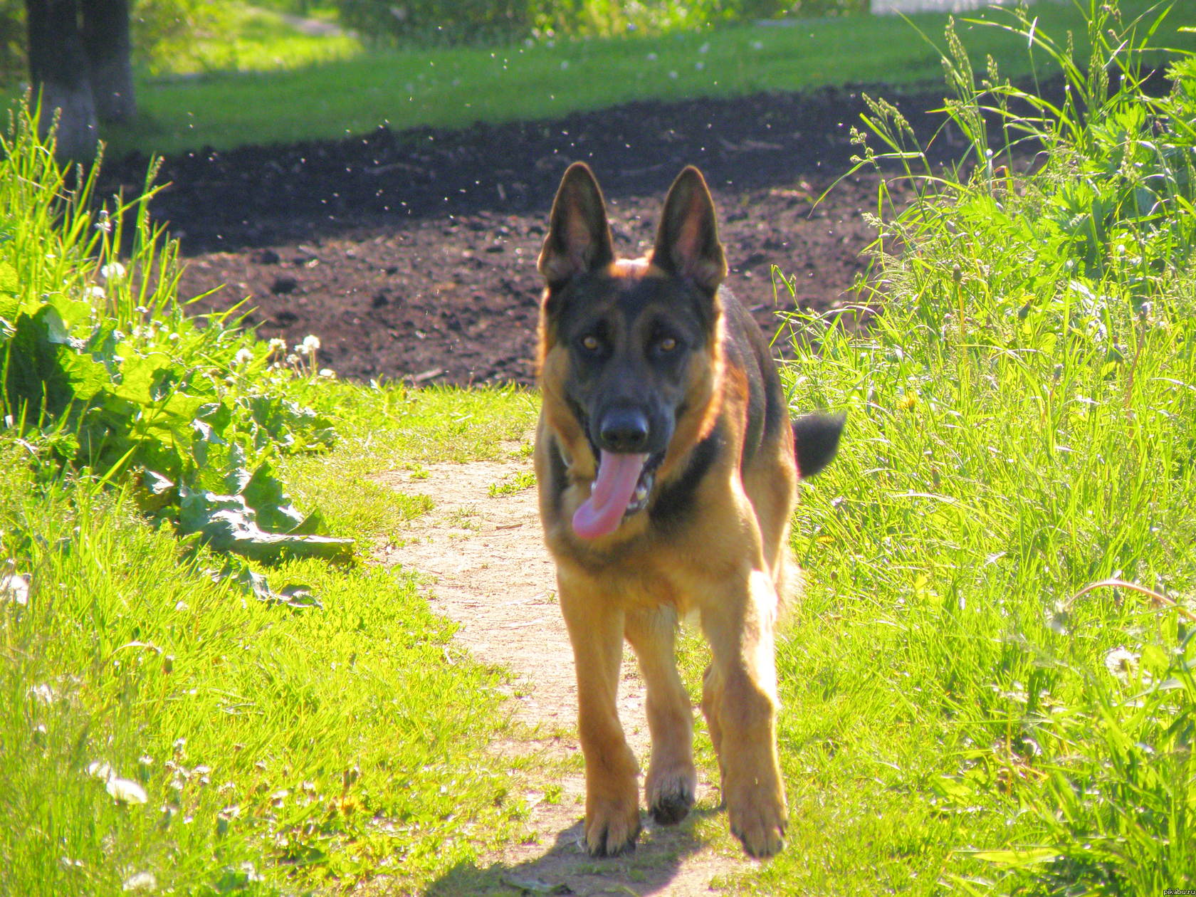 Собачье счастье | Пикабу