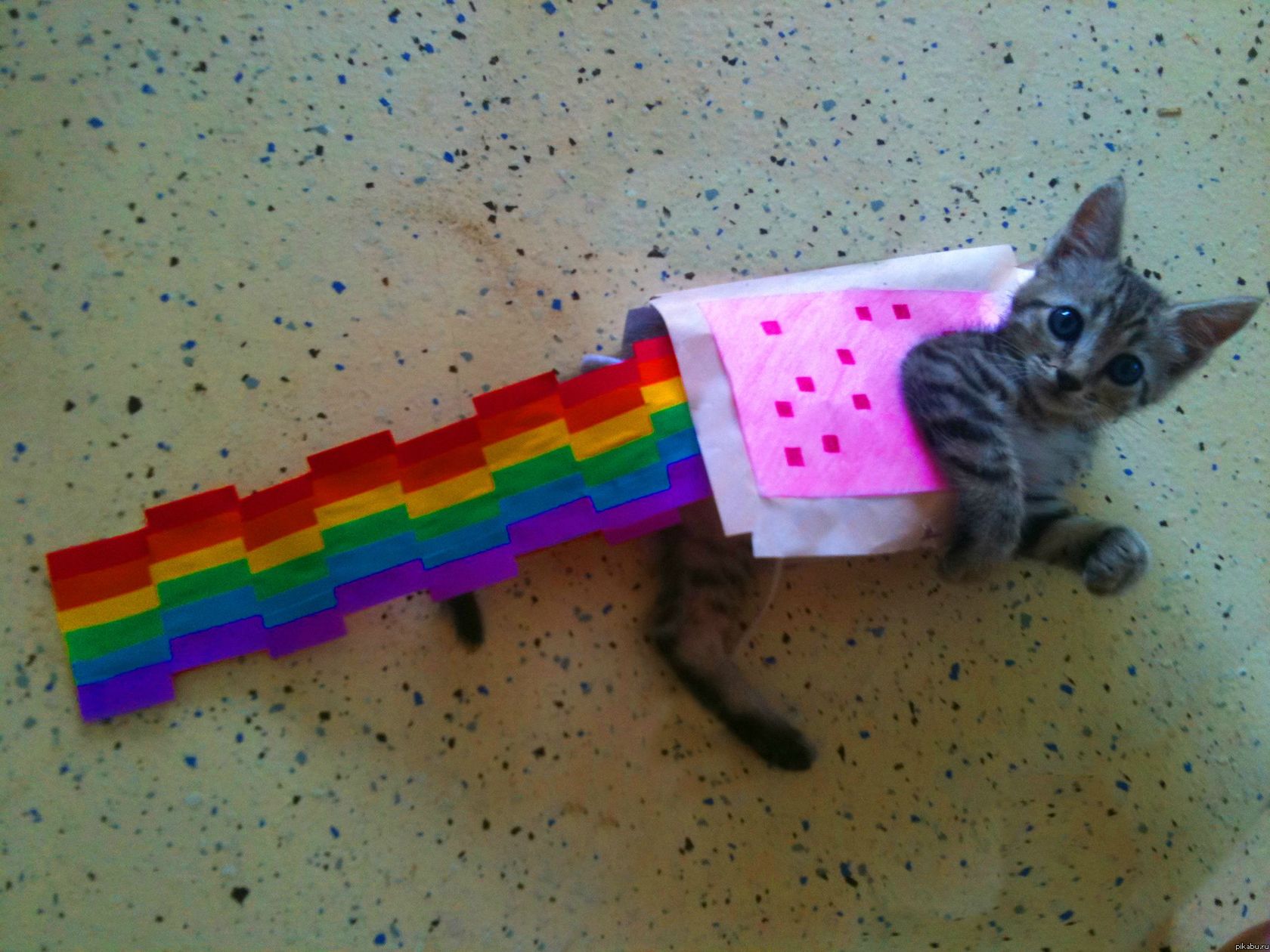 Nyan cat в реале:) | Пикабу