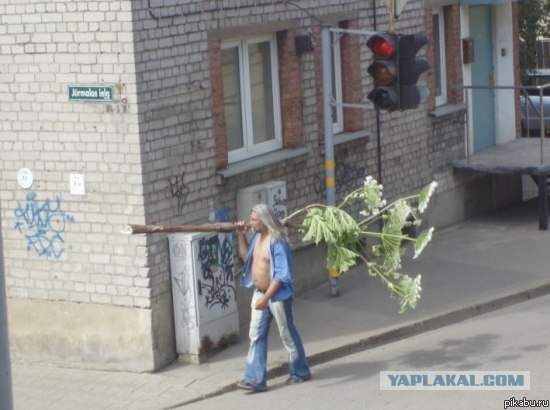 Все знают что он несет?)