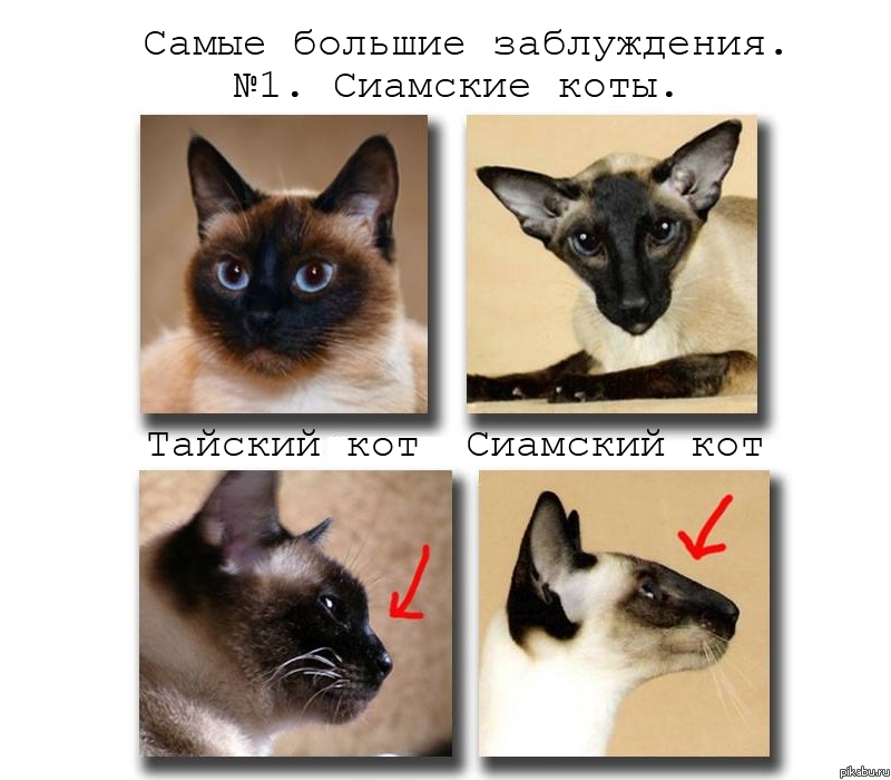 Сиамская кошка тайская кошка