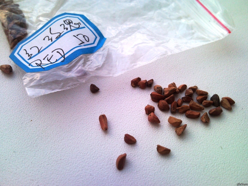 Help, цветоводы и цветоводоведы!