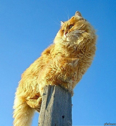 Рыжий кот) или два?