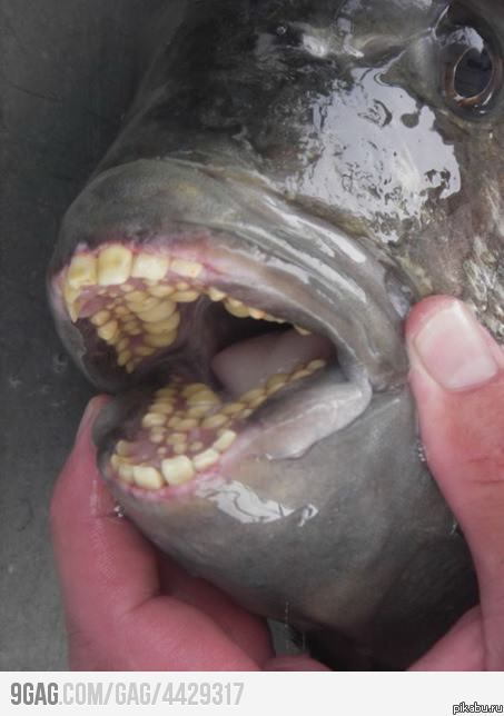 ��������?