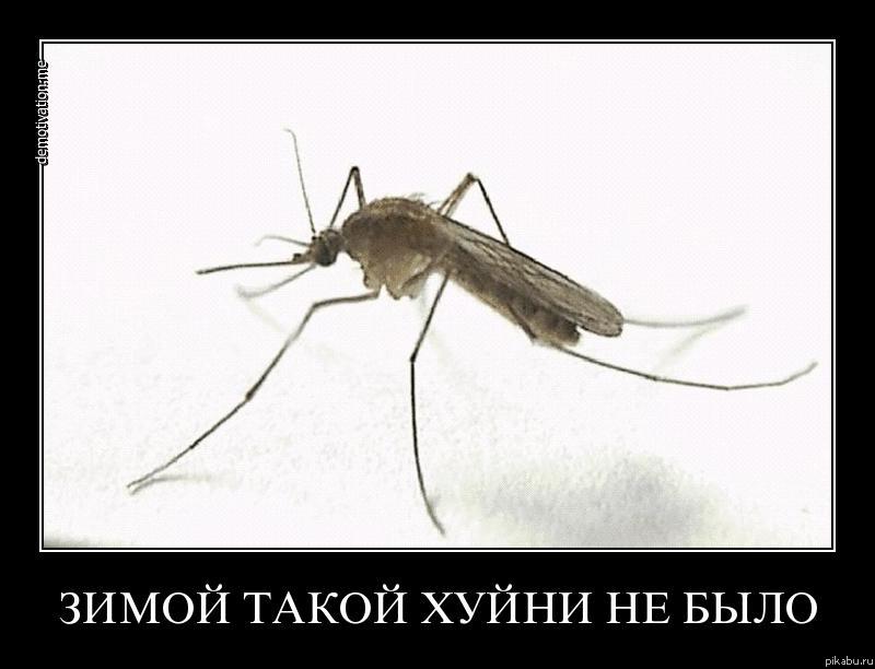 Хорошо хоть малярийных нет.