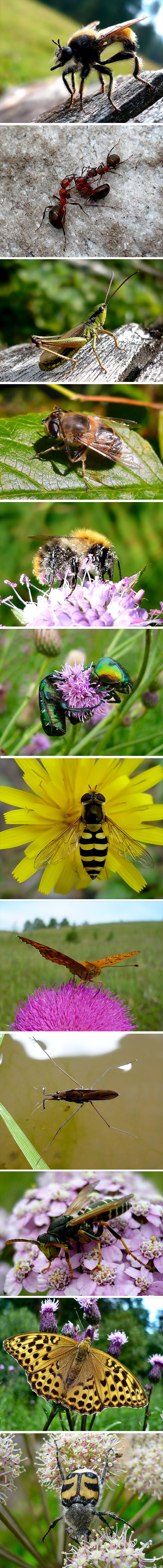 Моя коллекция насекомых