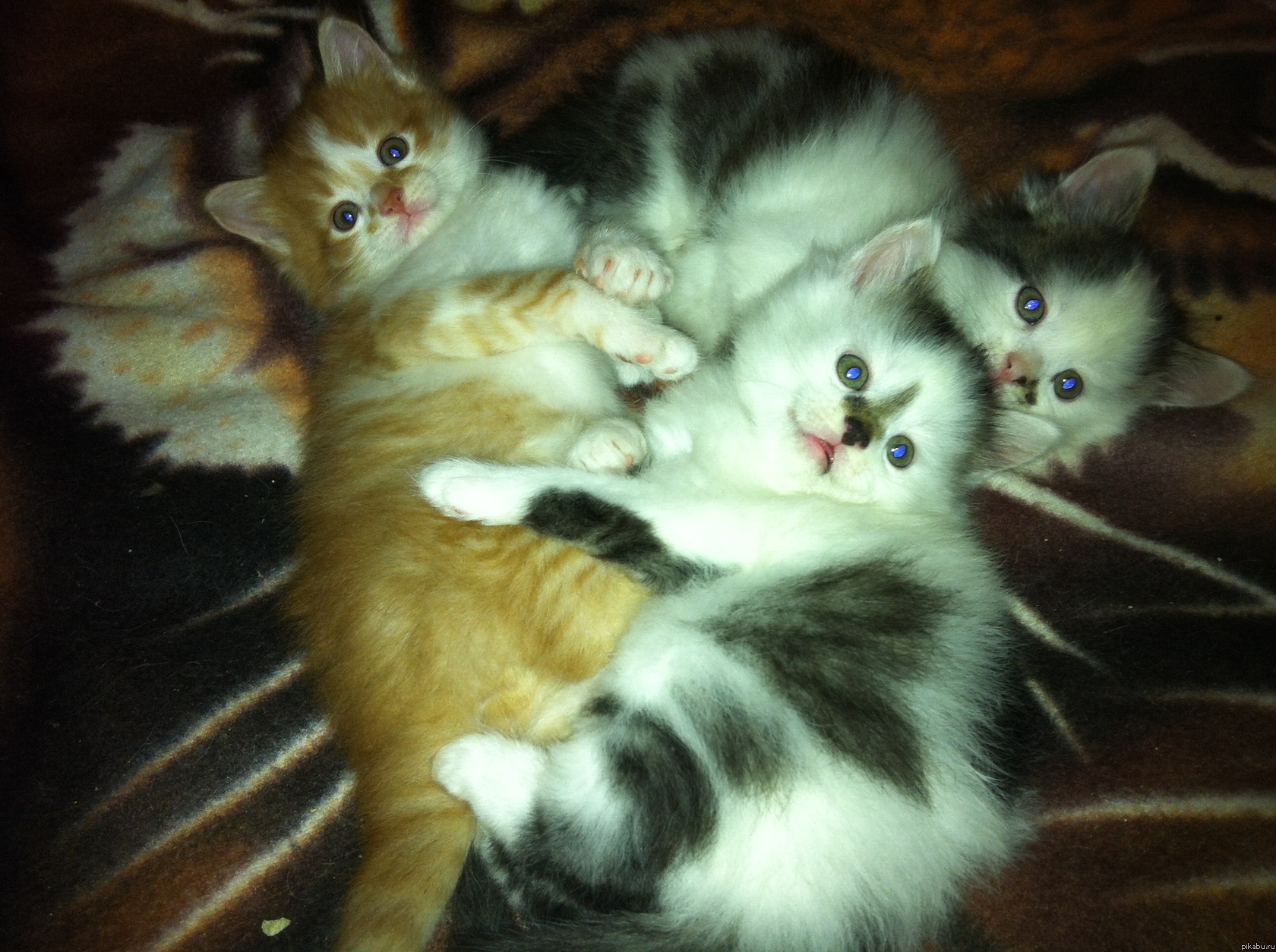 Котята. Две девочки и мальчик(оранжевый).