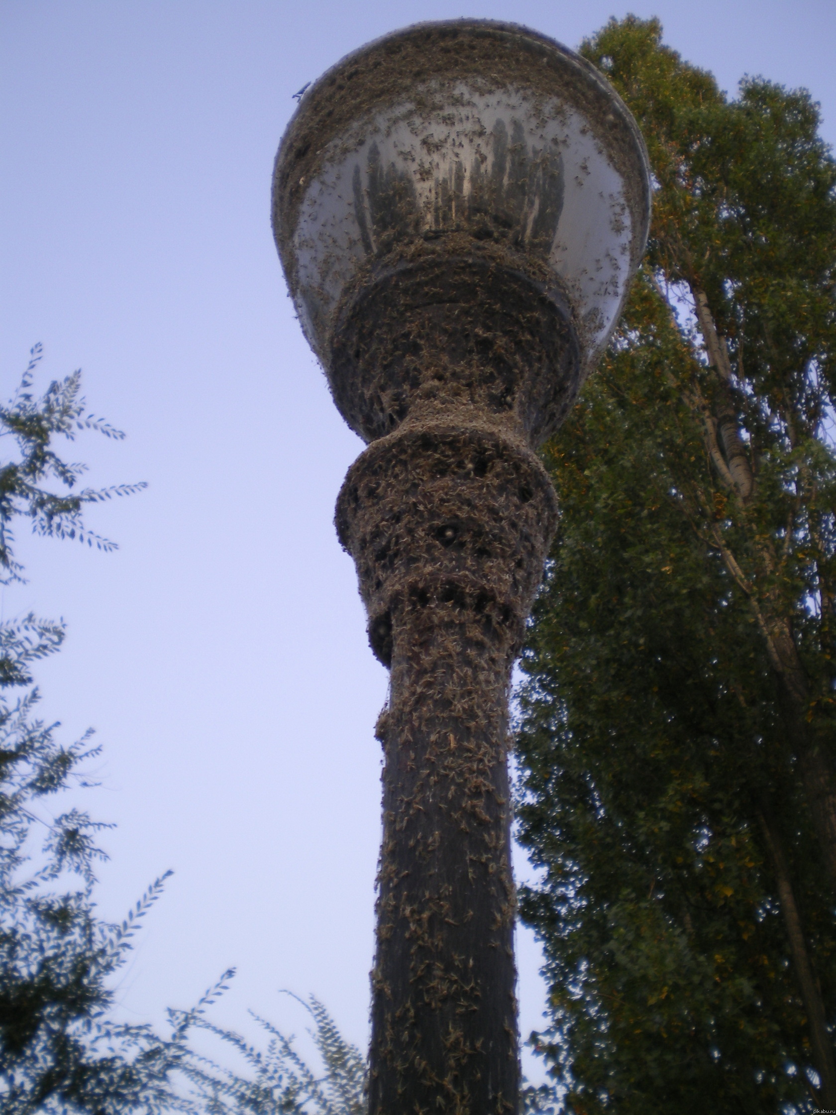 Комарики на воздушном....