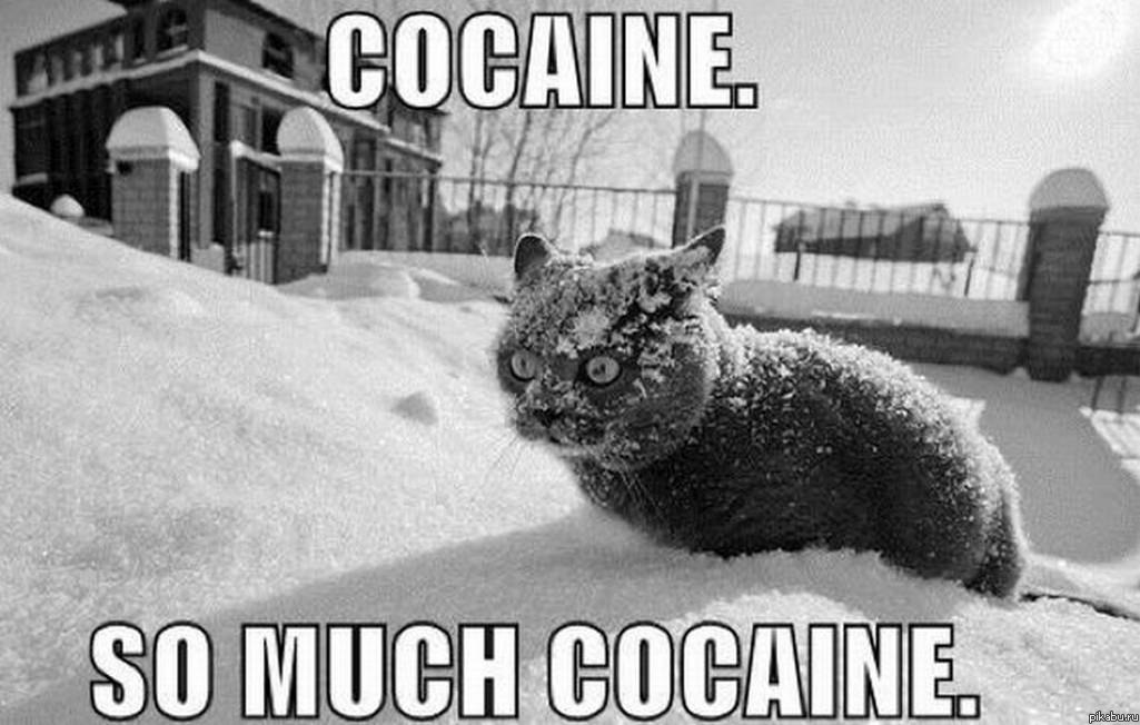 so much cocaine O__O 