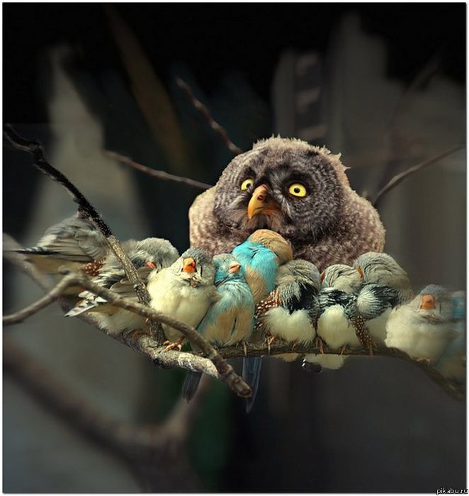 Angry Birds   
