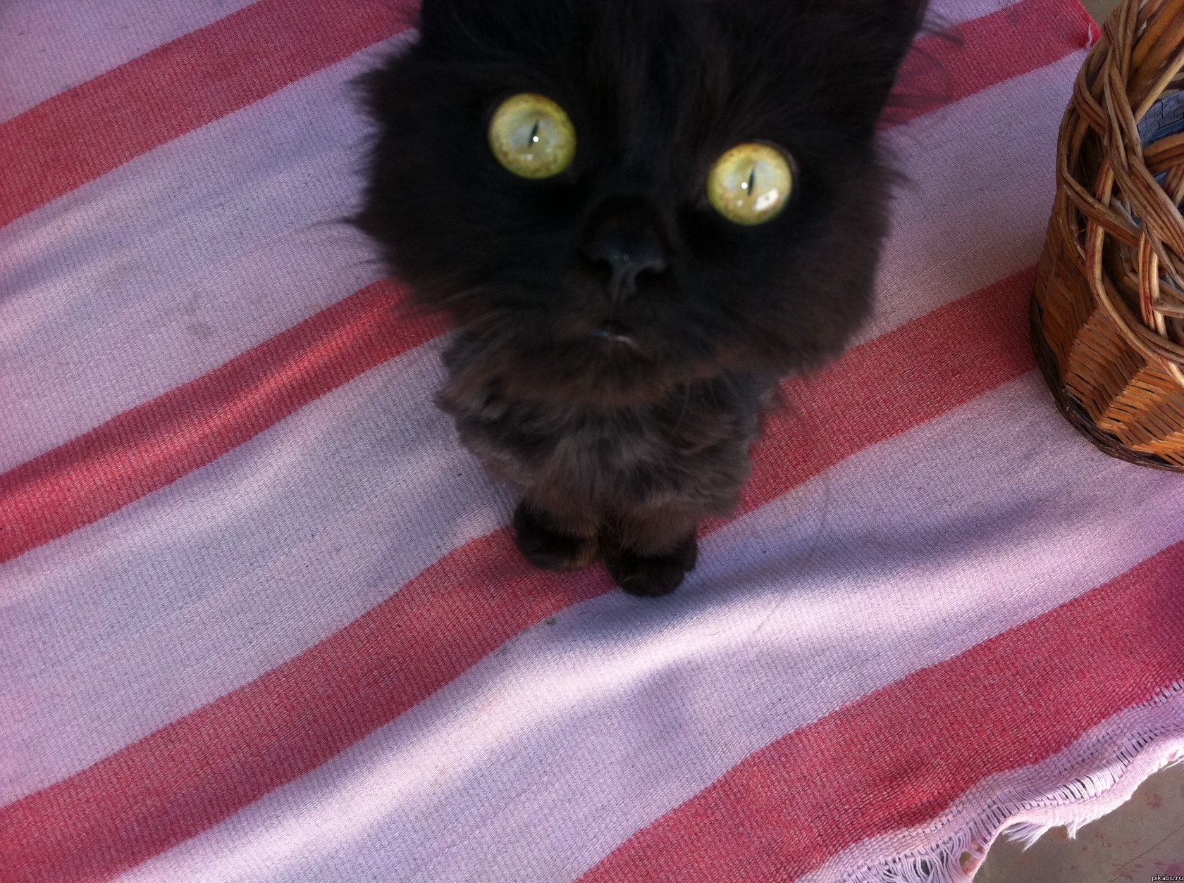 Котэйко