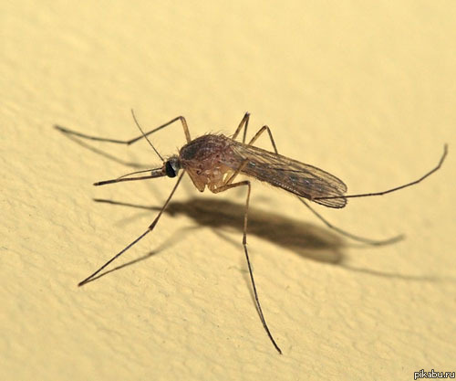 Вот оно - биологическое оружие этого лета...