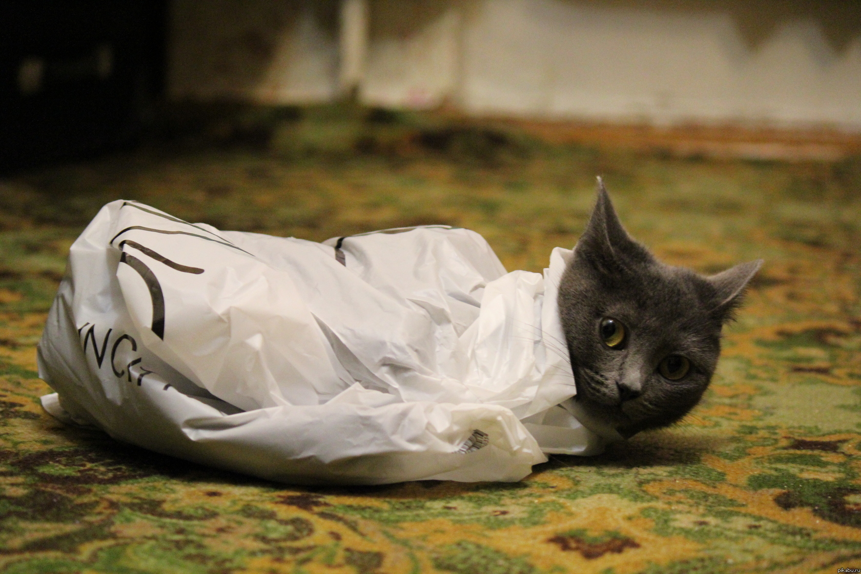 ���� � ��������