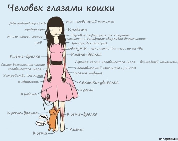 Человек и кот
