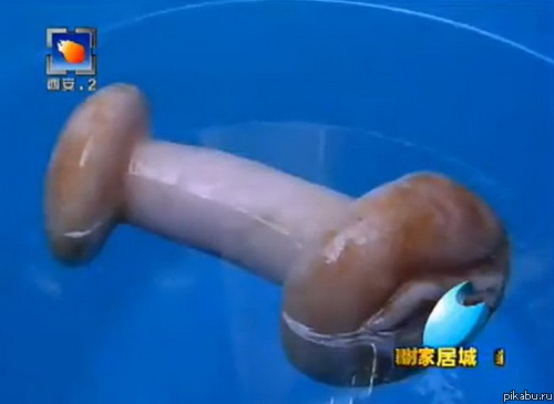 Чудо гриб из Китая