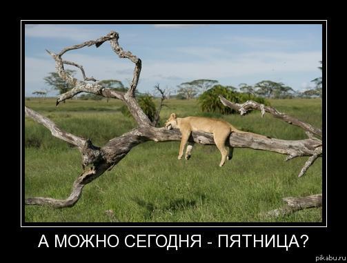 � ����� ������� - �������?...