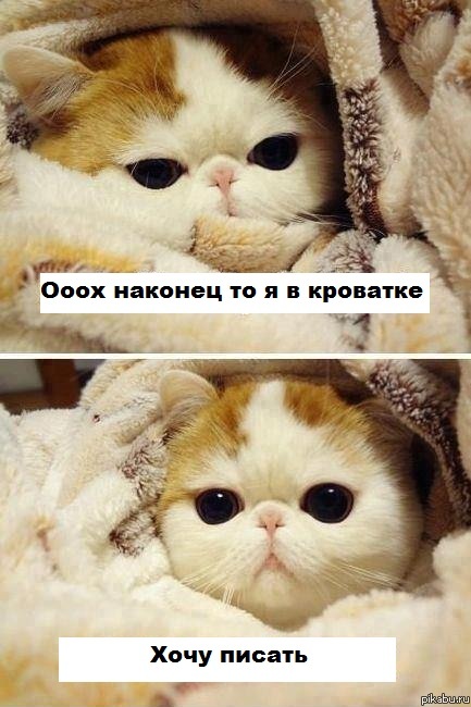 �������� ����