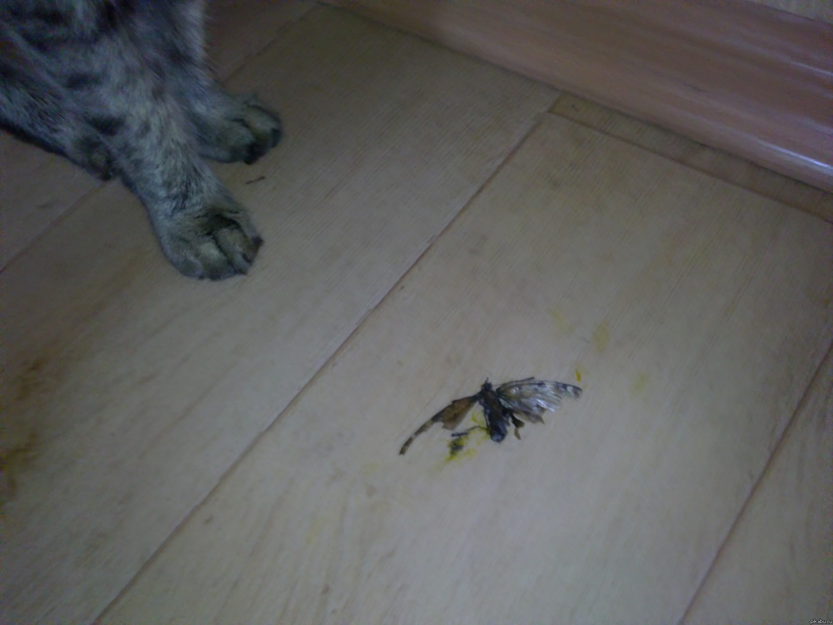 Котэ и бабочки | Пикабу