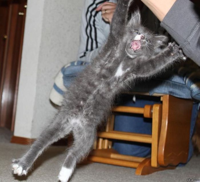 Кот Малафеева играет с бантиком)))