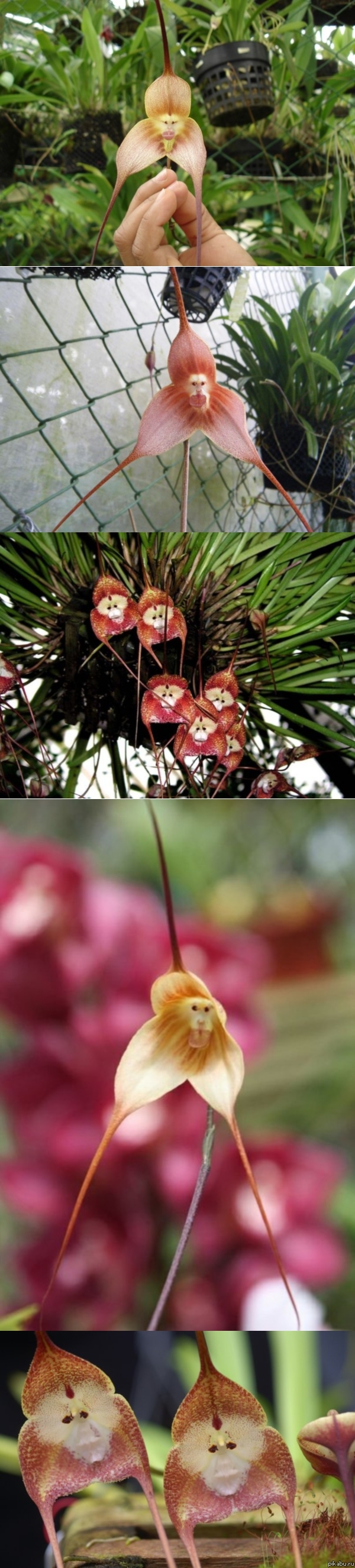   (Monkey Orchid)        .  ...)