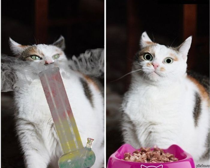 На хавчик пробило)