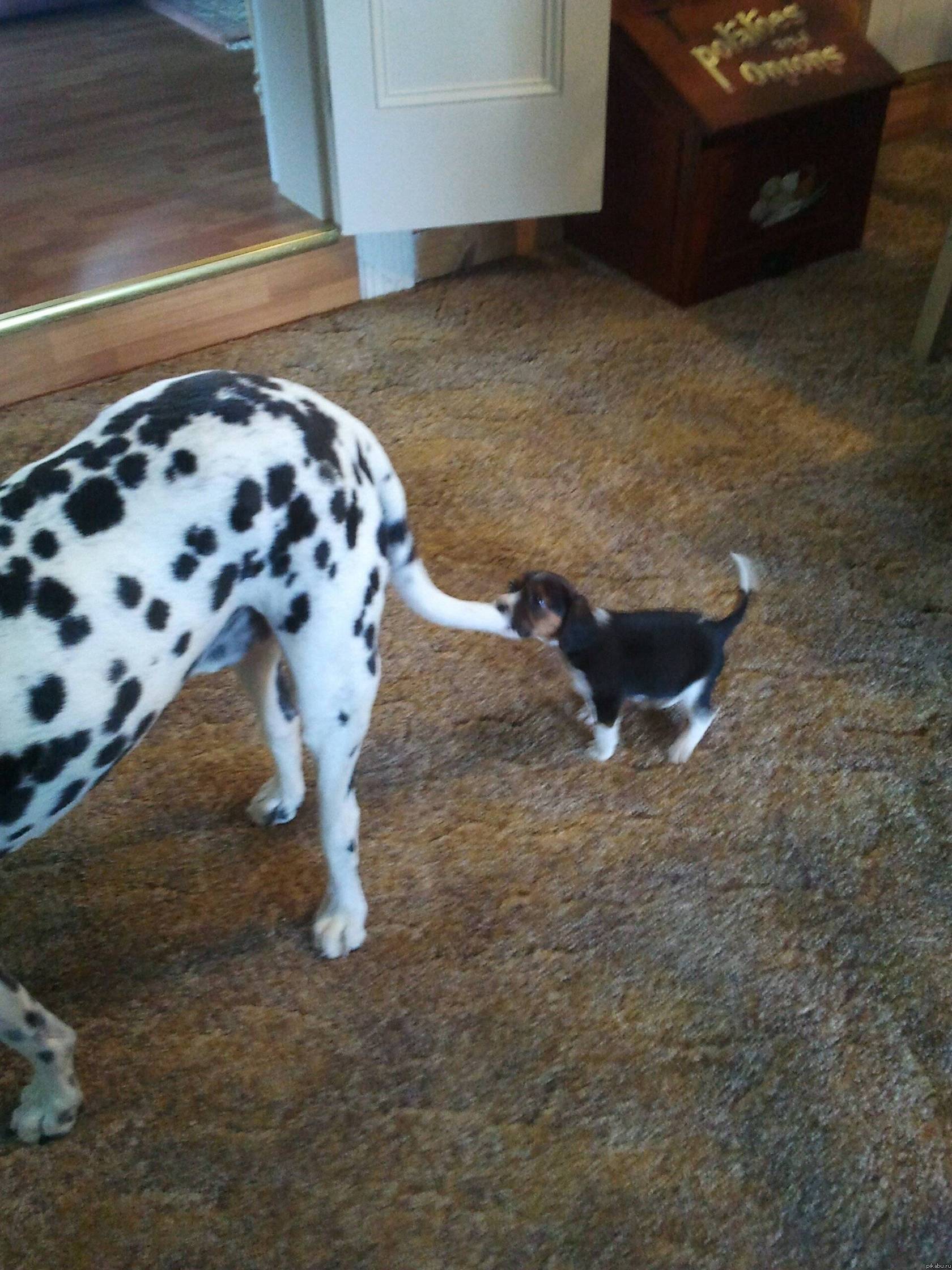 �� �������� �� ����!