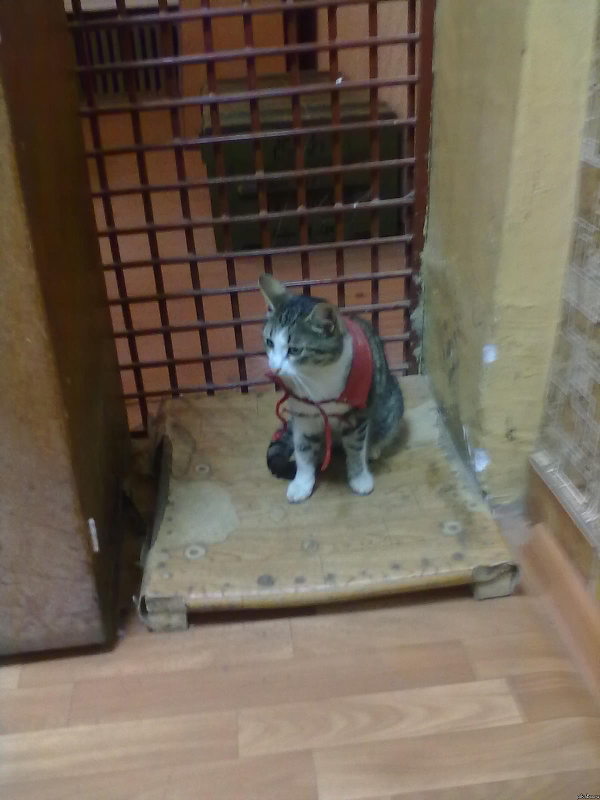 Дневальный.