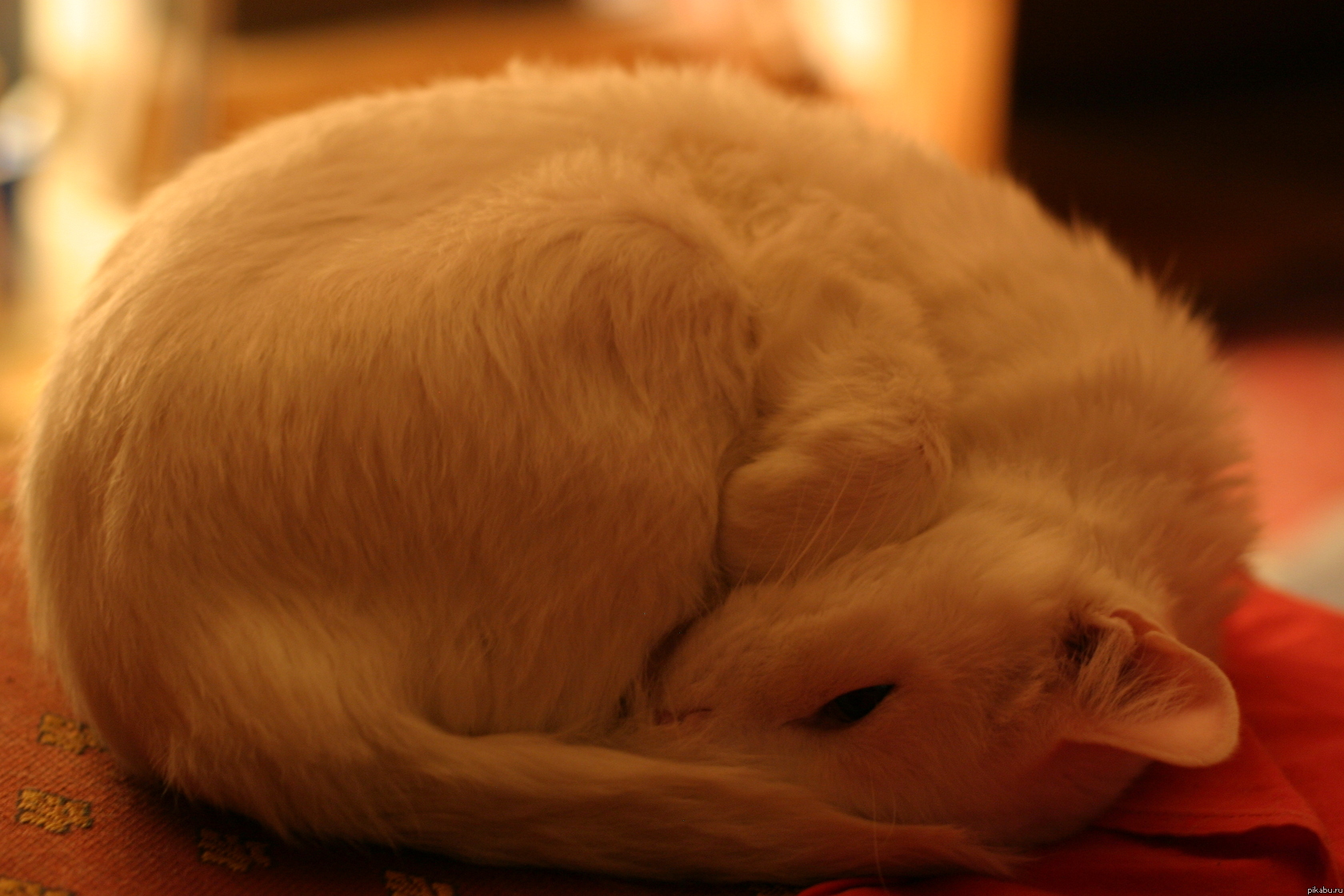 Белый. сонный. но, всегда на чеку