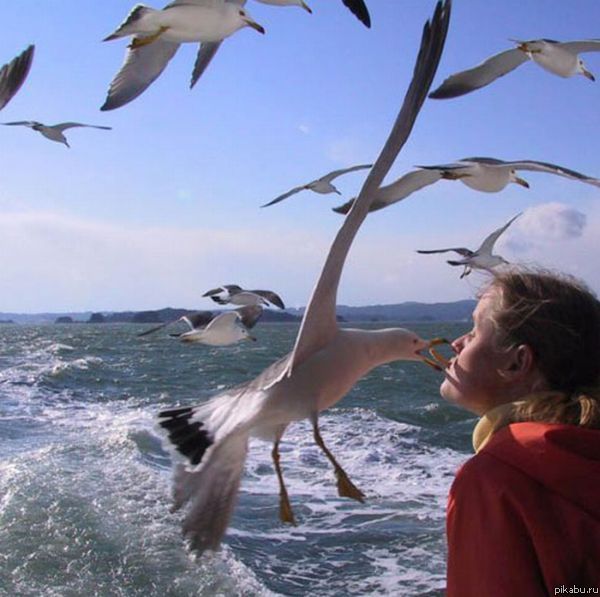 Перехватчик.