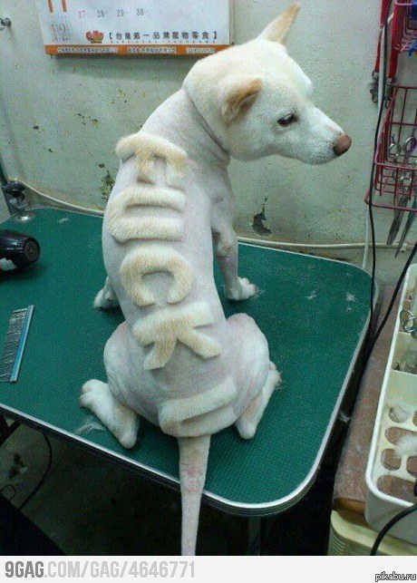 из раздела мой хозяин идиот