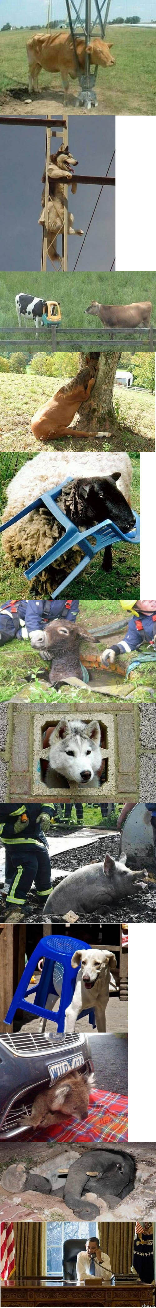 Ну как они умудрились туда попасть?!