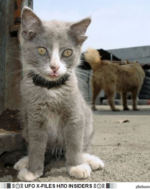 Котенок Лунтик