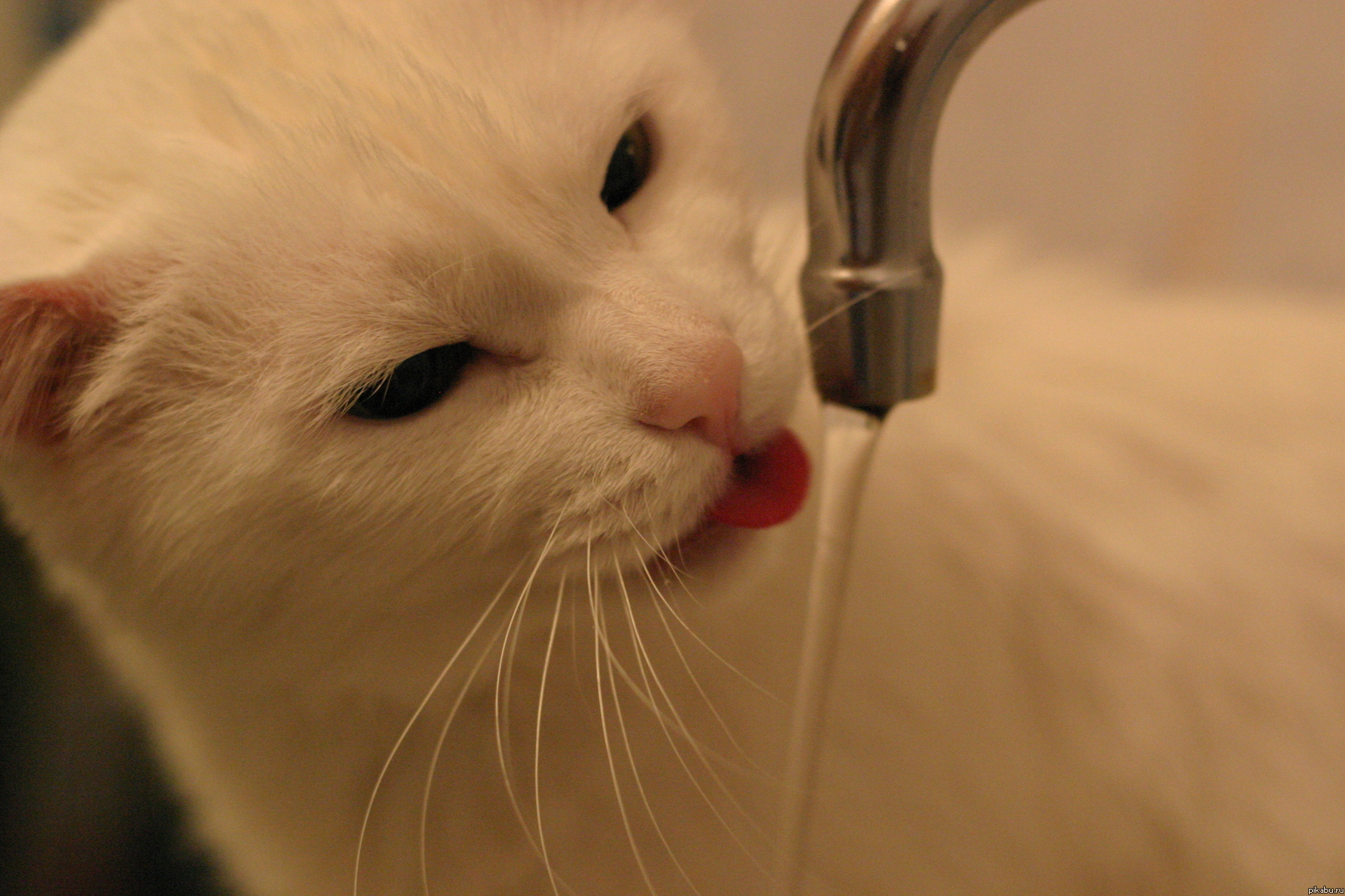 Купил новый объектив