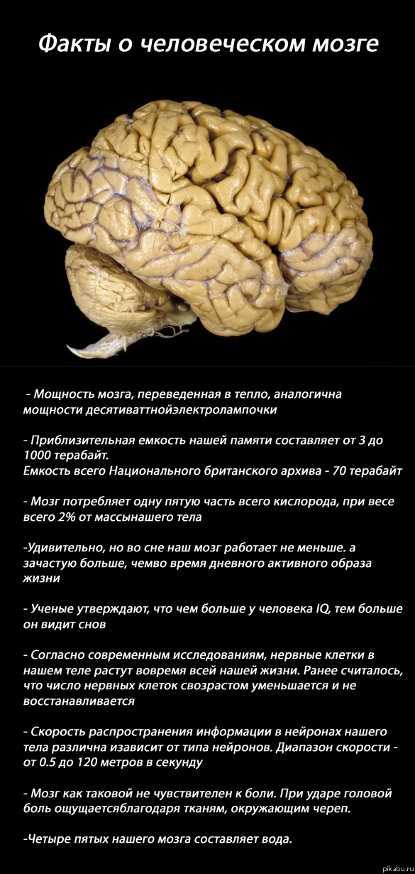 15 удивительных фактов о головном мозге