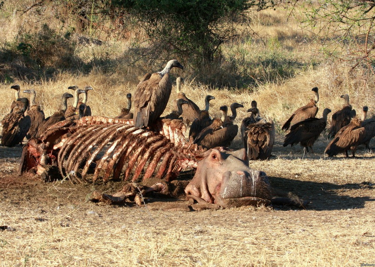 ��� �� � ������ �����...