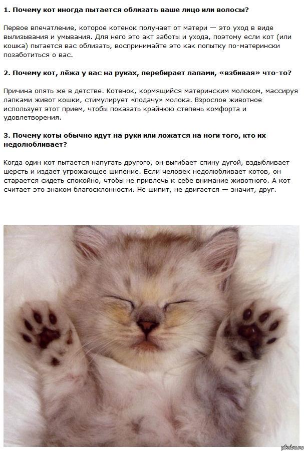 "Почемучка" про кота.