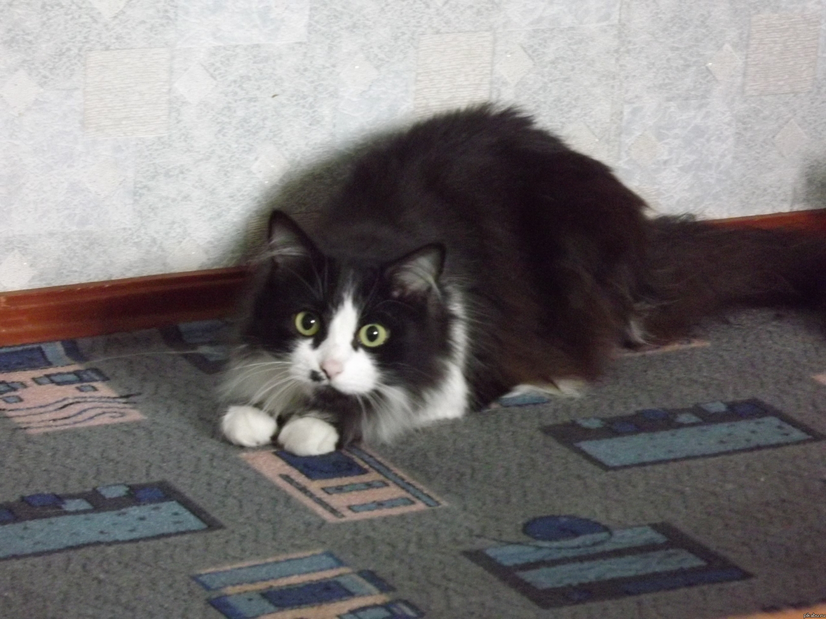 А вот и мой Бегемот