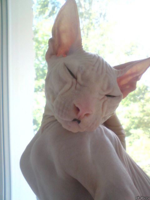 Кот нюхал маркер