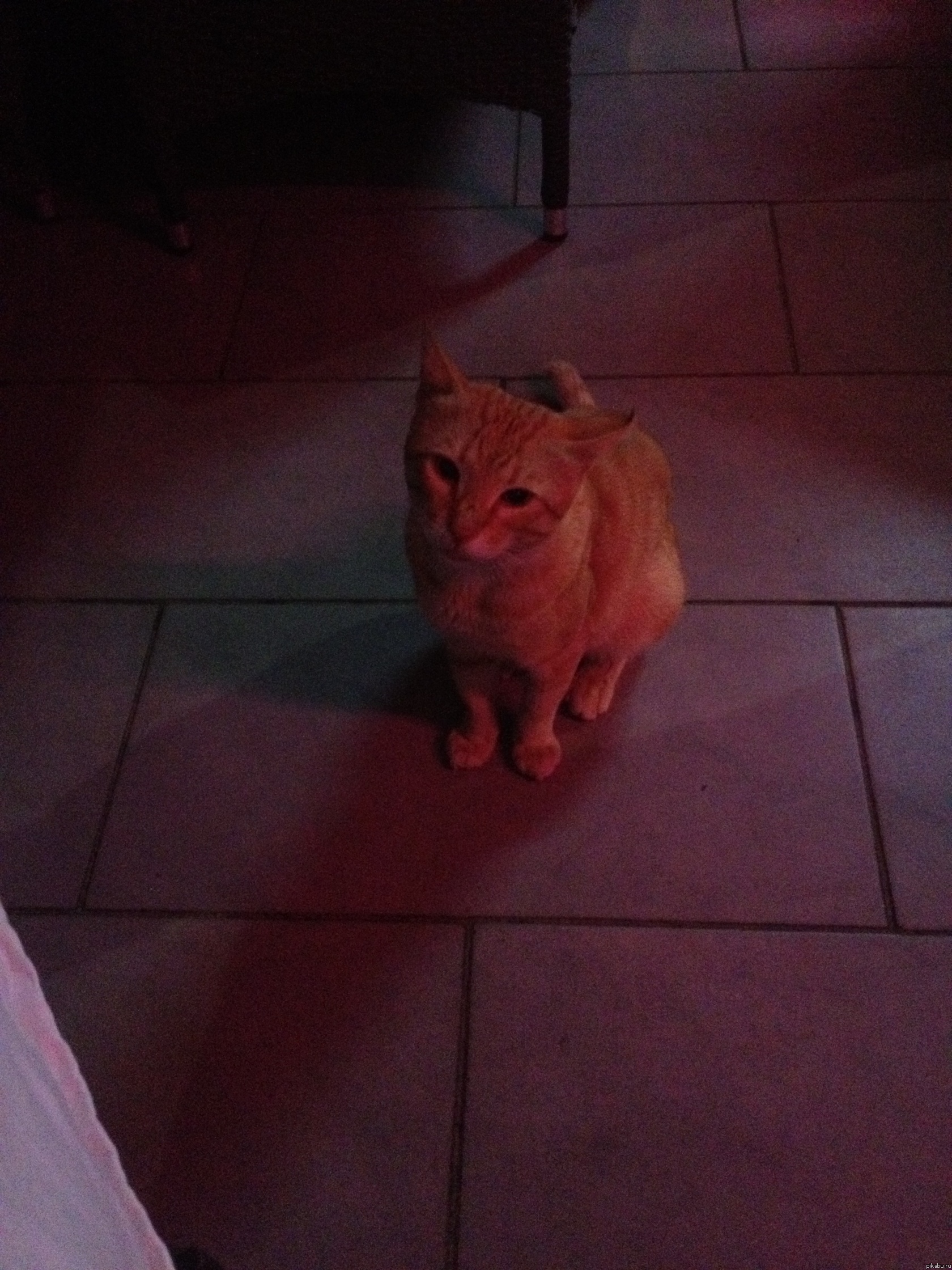 Котэ из Шрека - ОН СУЩЕСТВУЕТ !