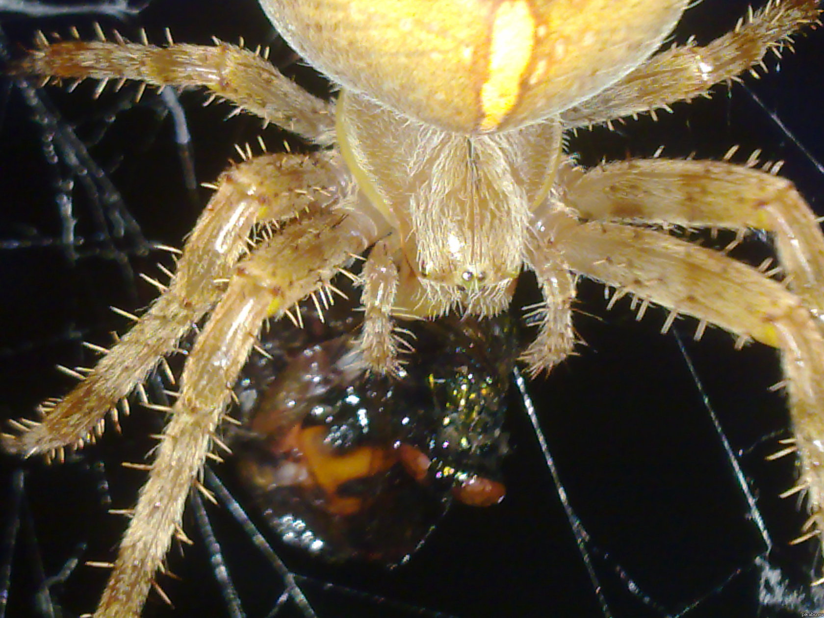 ��� ���� ���������� � ����)