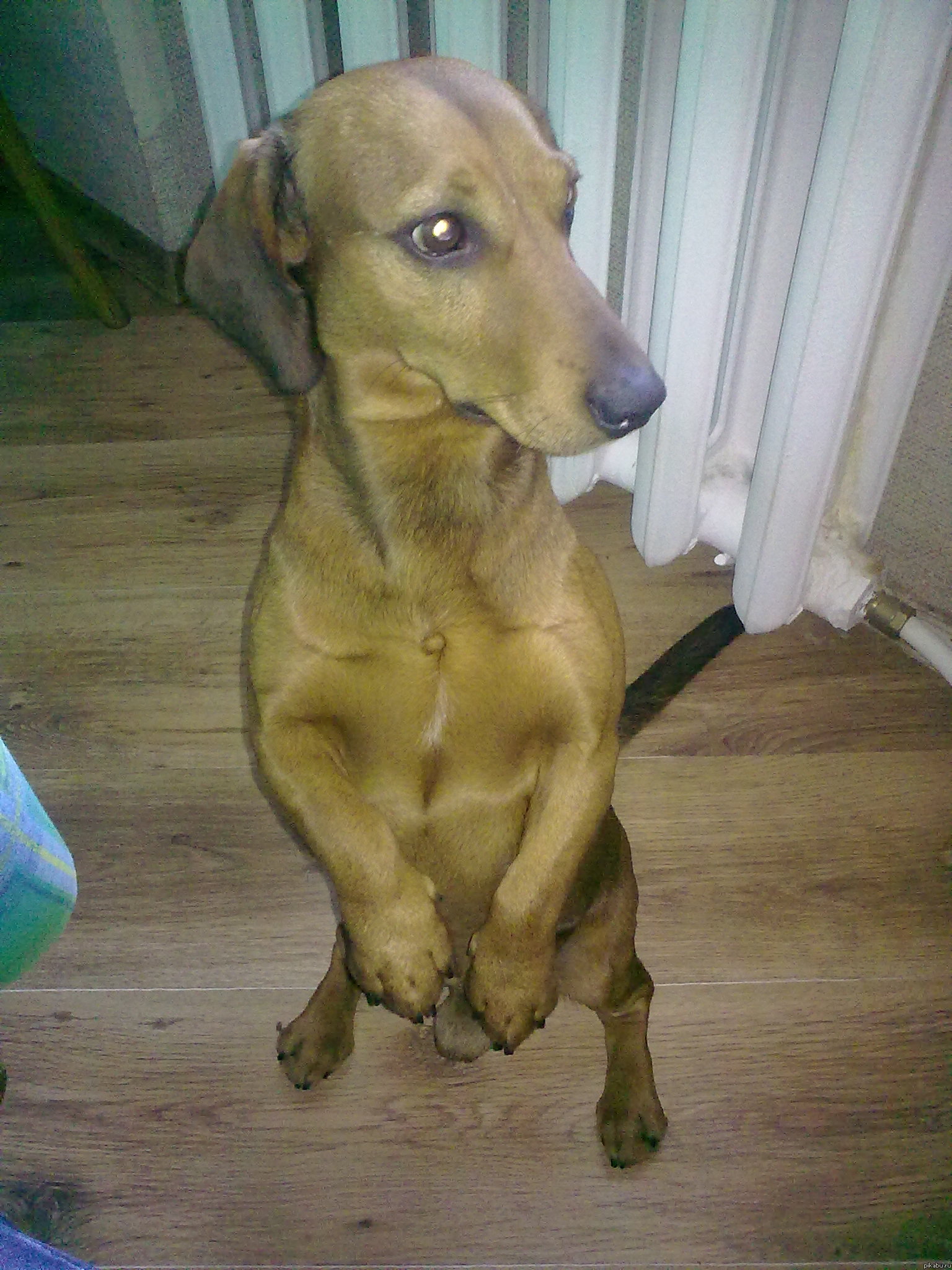 цирк да и только!