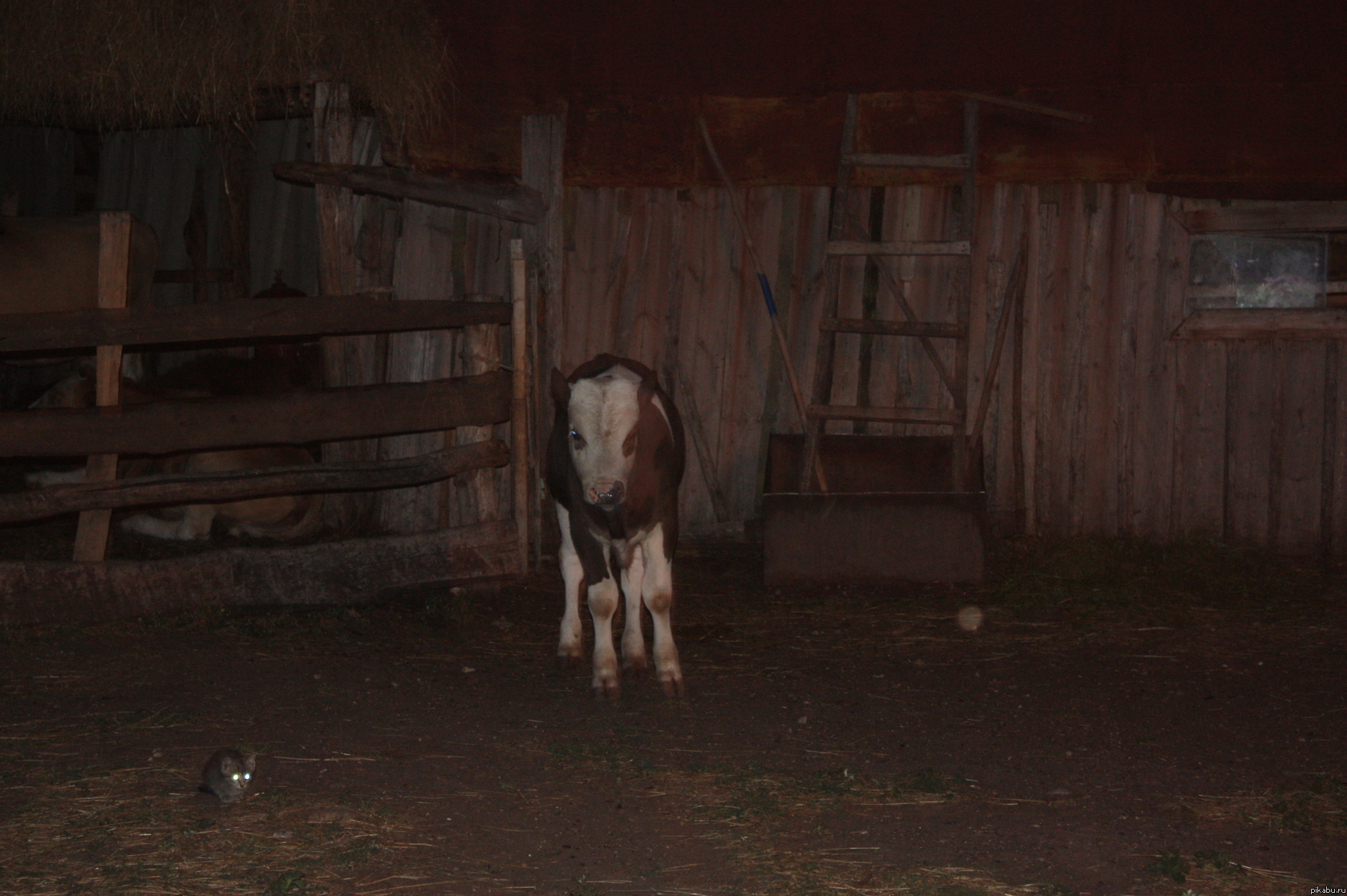 ��� � �������